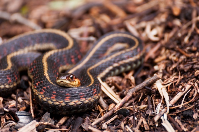 A red-sided garter snake sits coiled up in the sun.