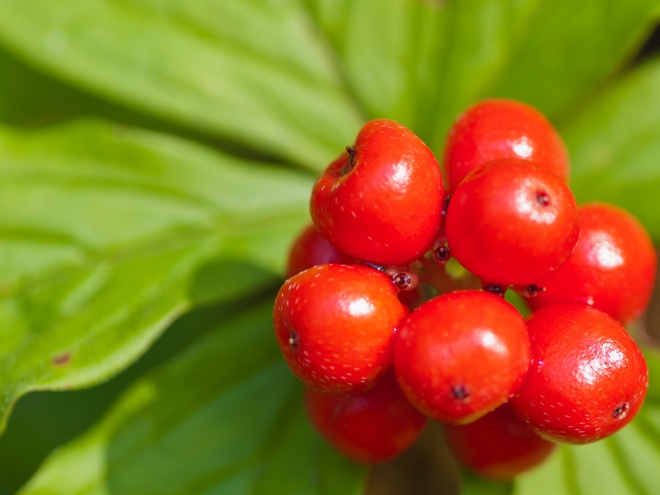 Shows a cluster of red berries