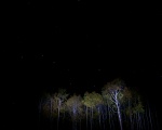 Shows the Big Dipper above some light painted alders